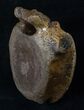 Edmontosaurus (Hadrosaur) Vertebrae #16244-4